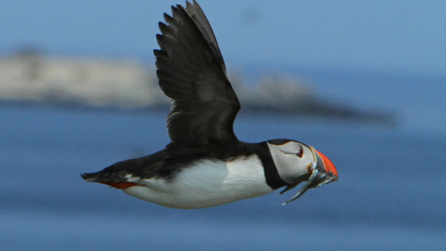 Seahouses: Inner Farne National Trust Bird Sanctuary Tour