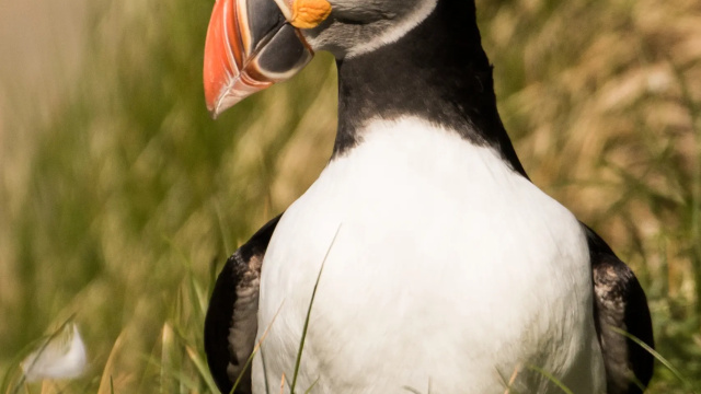 Seahouses: Farne Islands and Longstone Lighthouse Tour