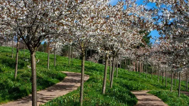 The Alnwick Garden