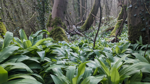 Introduction to Foraging Workshop