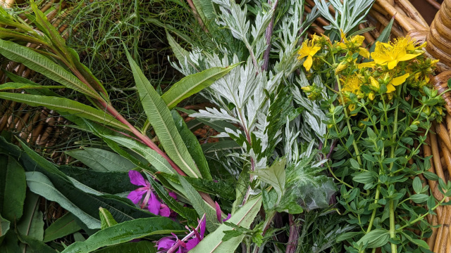 Foraging and Herbal Medicine Walk with the Cramlington Forager